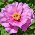 Paeonia Itoh Sonoma Amethyst Piwonia-Rośliny od Ogrodnika Szkółka Barcikowscy