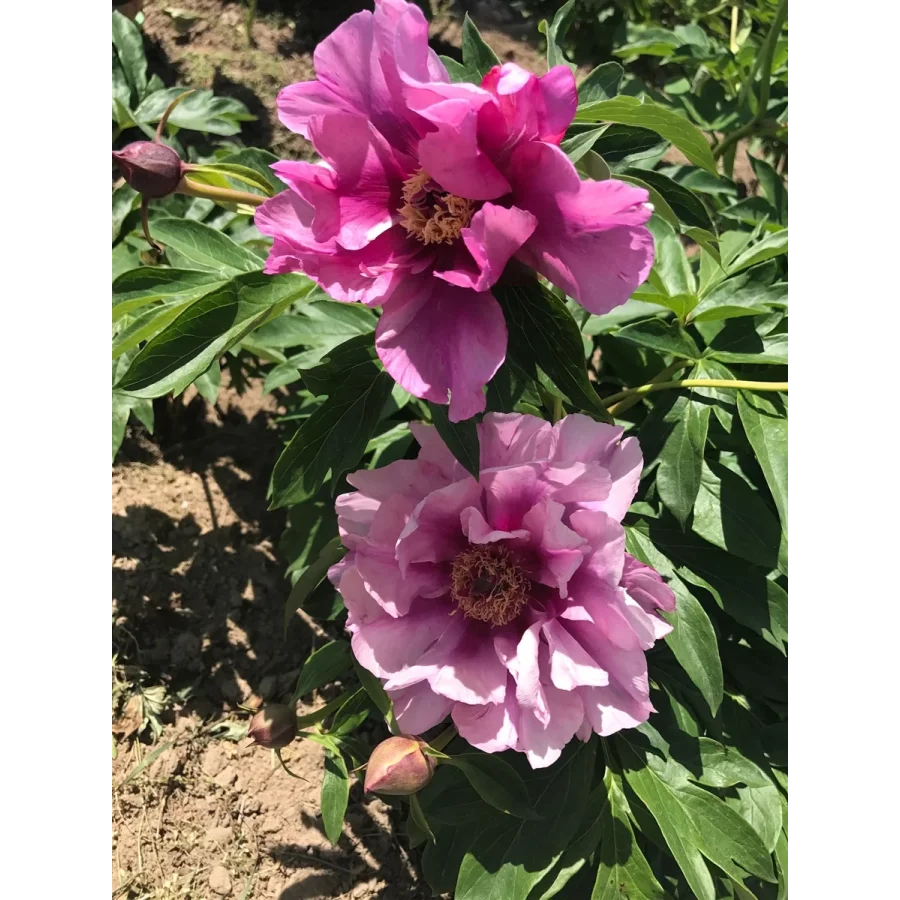 Paeonia Itoh Sonoma Amethyst Piwonia-Rośliny od Ogrodnika Szkółka Barcikowscy