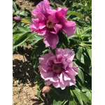 Paeonia Itoh Sonoma Amethyst Piwonia-Rośliny od Ogrodnika Szkółka Barcikowscy