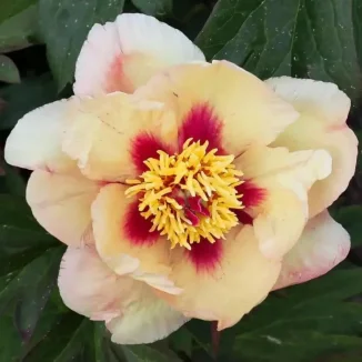 Paeonia Itoh Sonoma Apricot-Rośliny od Ogrodnika Szkółka Barcikowscy