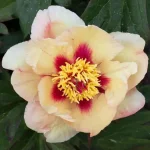 Paeonia Itoh Sonoma Apricot-Rośliny od Ogrodnika Szkółka Barcikowscy