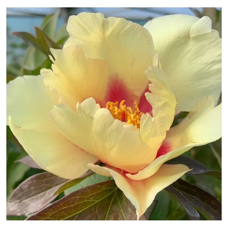 Paeonia Itoh Sonoma Apricot-Rośliny od Ogrodnika Szkółka Barcikowscy