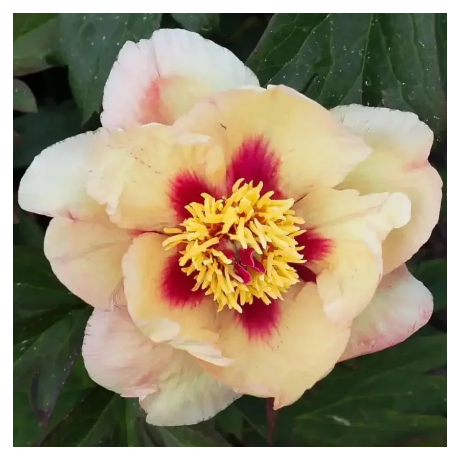 Paeonia Itoh Sonoma Apricot-Rośliny od Ogrodnika Szkółka Barcikowscy
