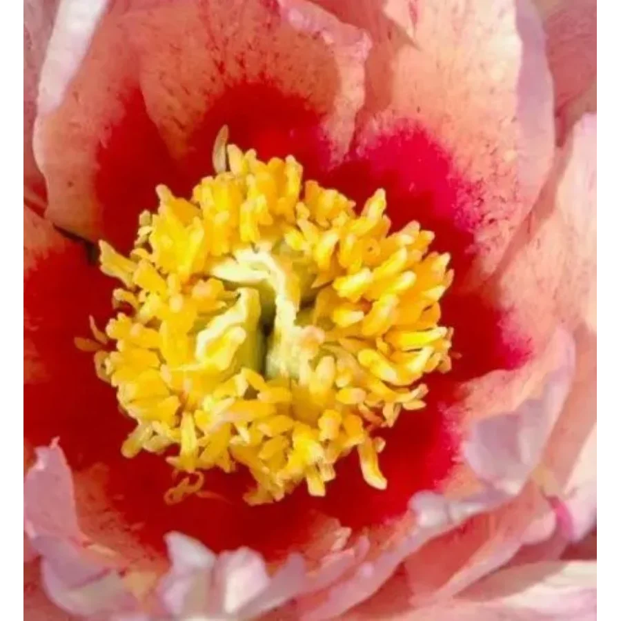 Paeonia Itoh Sonoma Blessing Piwonia- Rośliny od Ogrodnika Szkółka Barcikowscy