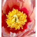 Paeonia Itoh Sonoma Blessing Piwonia- Rośliny od Ogrodnika Szkółka Barcikowscy