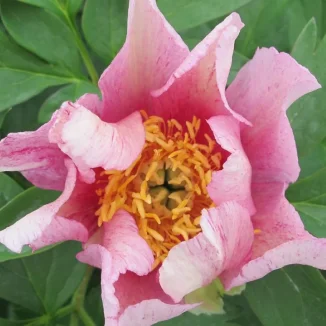 Paeonia Itoh Sonoma Blessing Piwonia- Rośliny od Ogrodnika Szkółka Barcikowscy