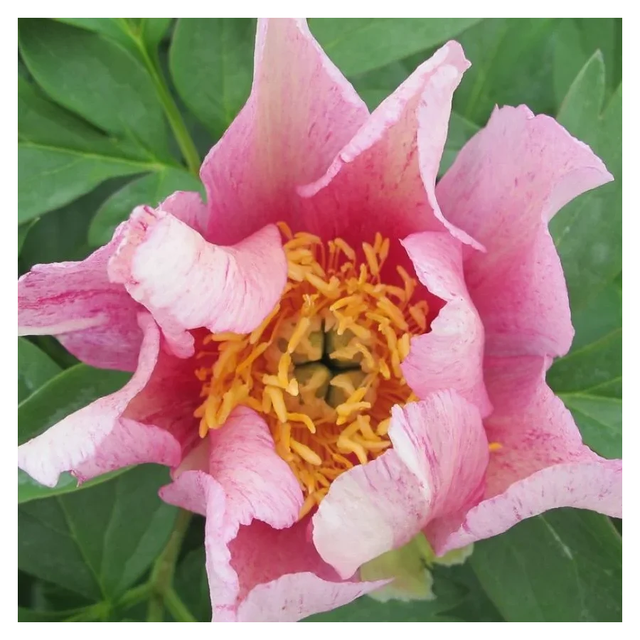 Paeonia Itoh Sonoma Blessing Piwonia- Rośliny od Ogrodnika Szkółka Barcikowscy