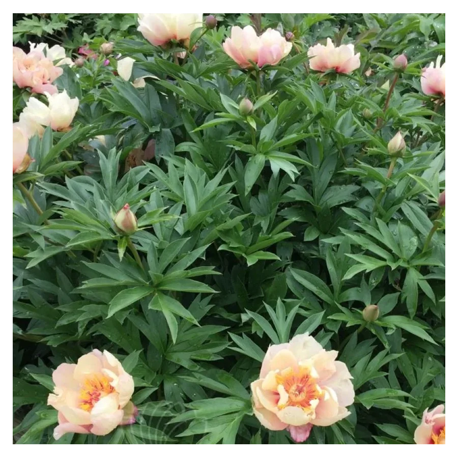 Paeonia Itoh Sonoma Blessing Piwonia- Rośliny od Ogrodnika Szkółka Barcikowscy