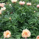 Paeonia Itoh Sonoma Blessing Piwonia- Rośliny od Ogrodnika Szkółka Barcikowscy