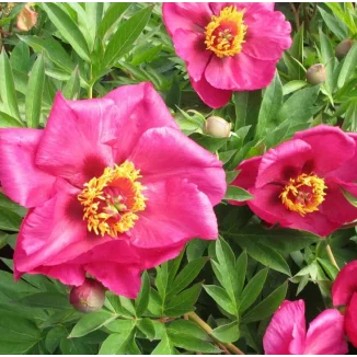 Paeonia Itoh Sonoma By the Bay Piwonia- Rośliny od Ogrodnika Szkółka Barcikowscy