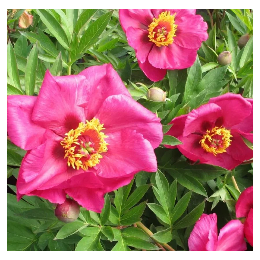 Paeonia Itoh Sonoma By the Bay Piwonia- Rośliny od Ogrodnika Szkółka Barcikowscy