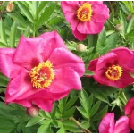 Paeonia Itoh Sonoma By the Bay Piwonia- Rośliny od Ogrodnika Szkółka Barcikowscy