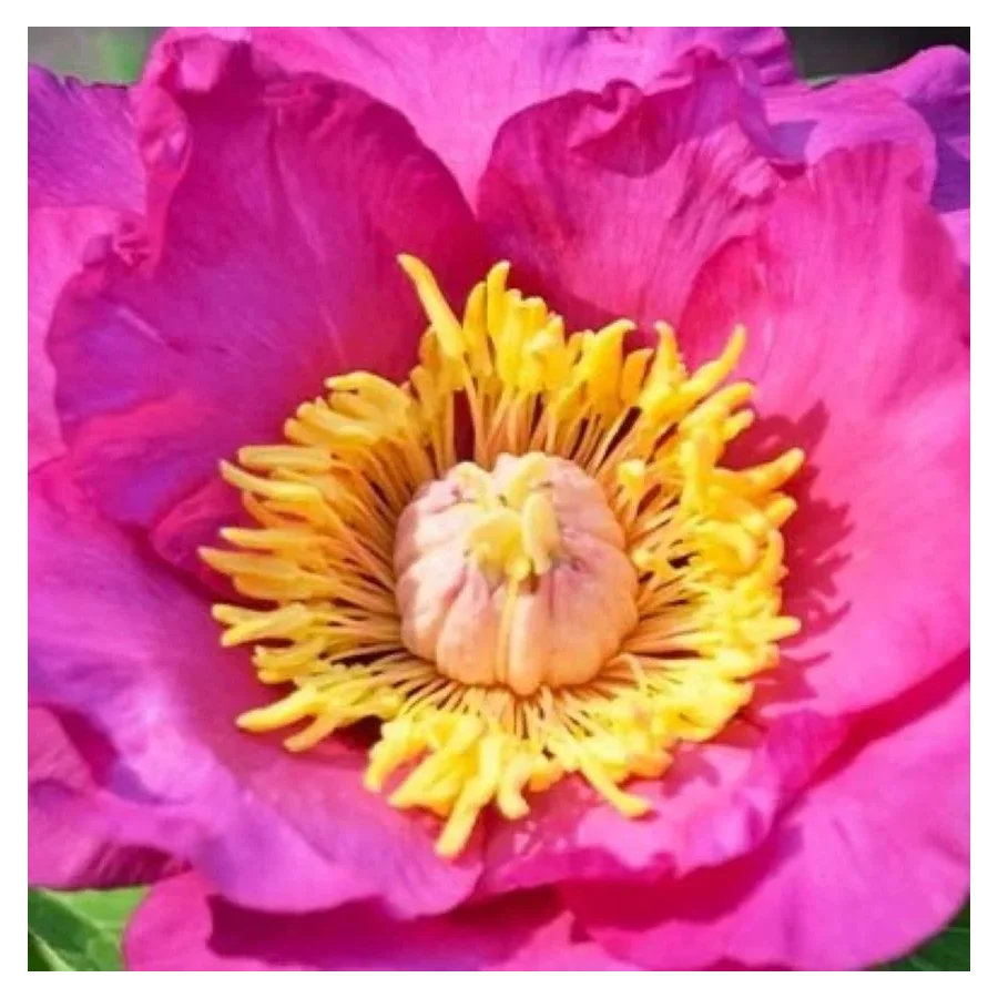 Paeonia Itoh Sonoma By the Bay Piwonia- Rośliny od Ogrodnika Szkółka Barcikowscy