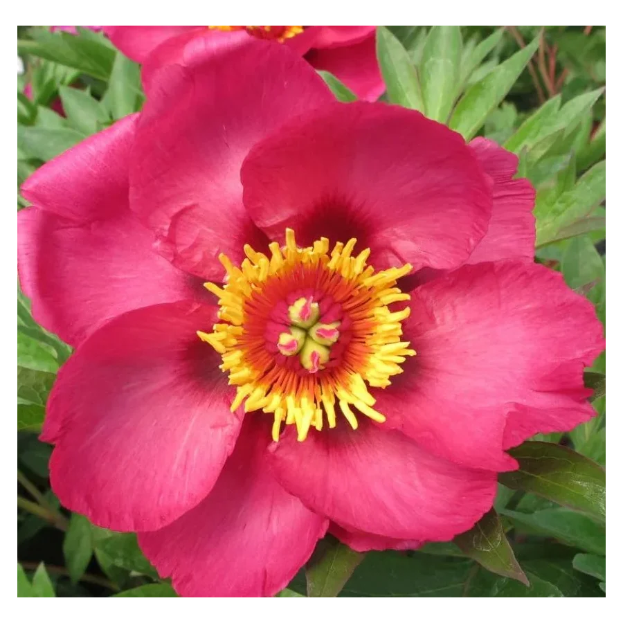 Paeonia Itoh Sonoma By the Bay Piwonia- Rośliny od Ogrodnika Szkółka Barcikowscy