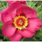 Paeonia Itoh Sonoma By the Bay Piwonia- Rośliny od Ogrodnika Szkółka Barcikowscy