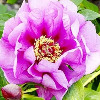 Paeonia Itoh Opal Piwonia-Rośliny od Ogrodnika Szkółka Barcikowscy