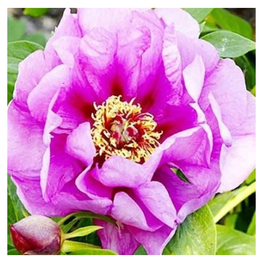 Paeonia Itoh Opal Piwonia-Rośliny od Ogrodnika Szkółka Barcikowscy