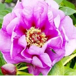 Paeonia Itoh Opal Piwonia-Rośliny od Ogrodnika Szkółka Barcikowscy