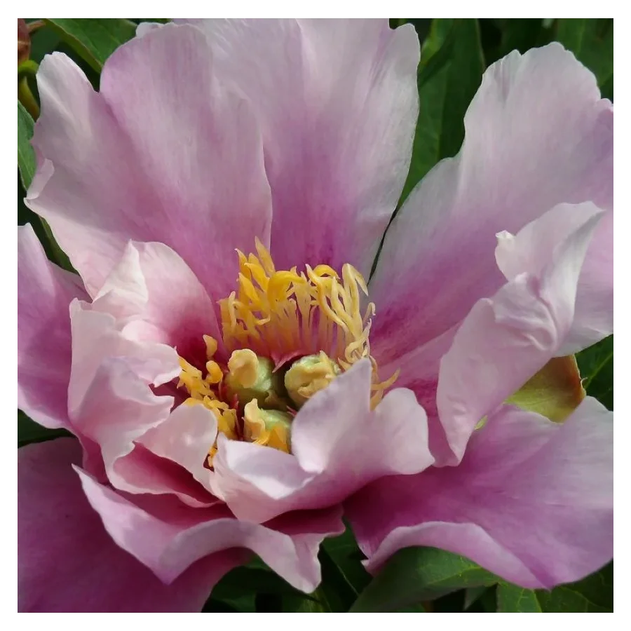 Paeonia Itoh Opal Piwonia-Rośliny od Ogrodnika Szkółka Barcikowscy
