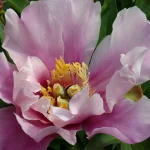 Paeonia Itoh Opal Piwonia-Rośliny od Ogrodnika Szkółka Barcikowscy