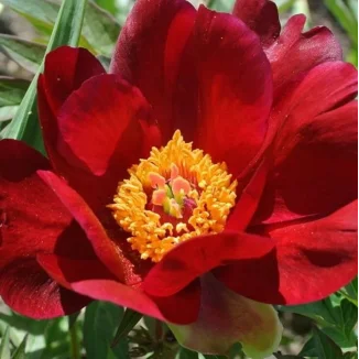 Paeonia Itoh Sonoma Velvet Rudy Piwonia-Rośliny od Ogrodnika Szkółka Barcikowscy