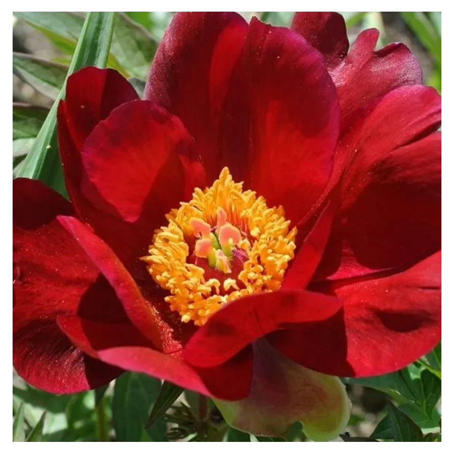Paeonia Itoh Sonoma Velvet Rudy Piwonia-Rośliny od Ogrodnika Szkółka Barcikowscy