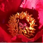 Paeonia Itoh Sonoma Velvet Rudy Piwonia-Rośliny od Ogrodnika Szkółka Barcikowscy
