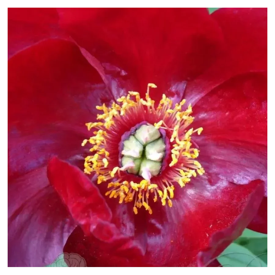 Paeonia Itoh Sonoma Velvet Rudy Piwonia-Rośliny od Ogrodnika Szkółka Barcikowscy