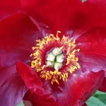 Paeonia Itoh Sonoma Velvet Rudy Piwonia-Rośliny od Ogrodnika Szkółka Barcikowscy
