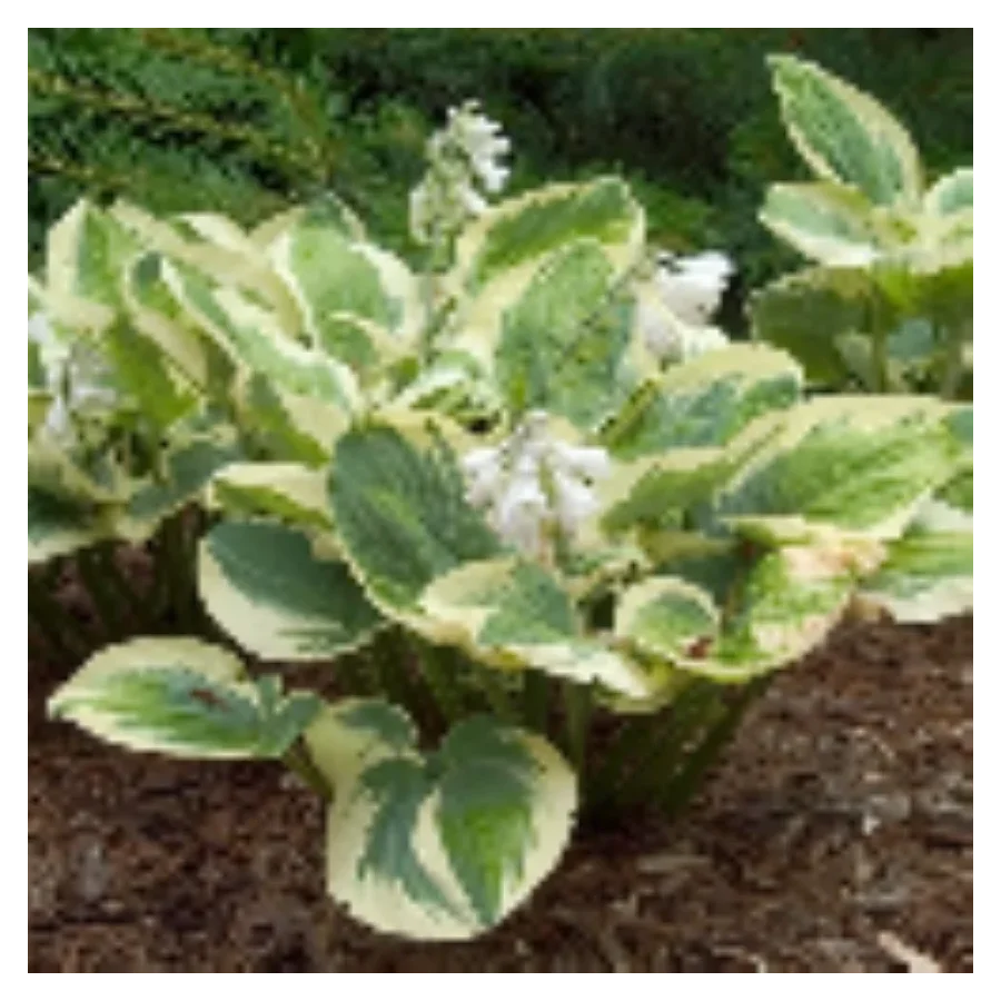 Hosta Knockout Funkia - Rośliny od Ogrodnika Szkółka Barcikowscy