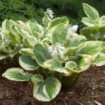 Hosta Knockout Funkia - Rośliny od Ogrodnika Szkółka Barcikowscy