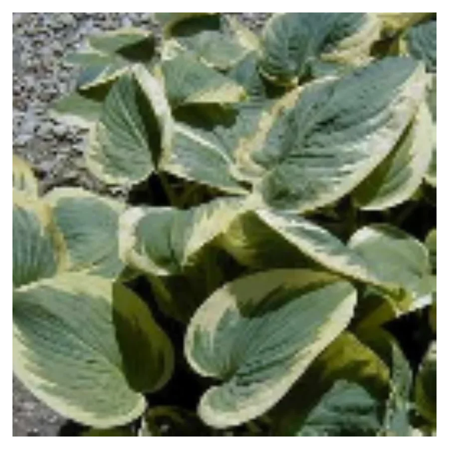 Hosta Knockout Funkia - Rośliny od Ogrodnika Szkółka Barcikowscy