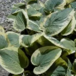 Hosta Knockout Funkia - Rośliny od Ogrodnika Szkółka Barcikowscy