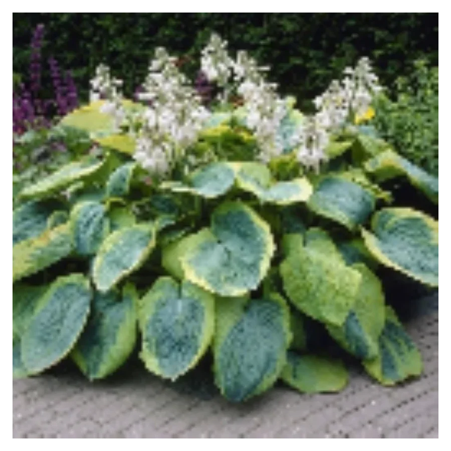 Hosta Frances Williams Funkia - Rośliny od Ogrodnika Szkółka Barcikowscy