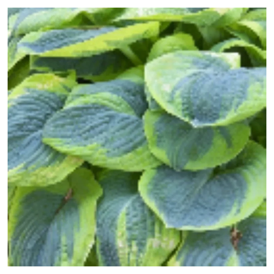 Hosta Frances Williams Funkia - Rośliny od Ogrodnika Szkółka Barcikowscy