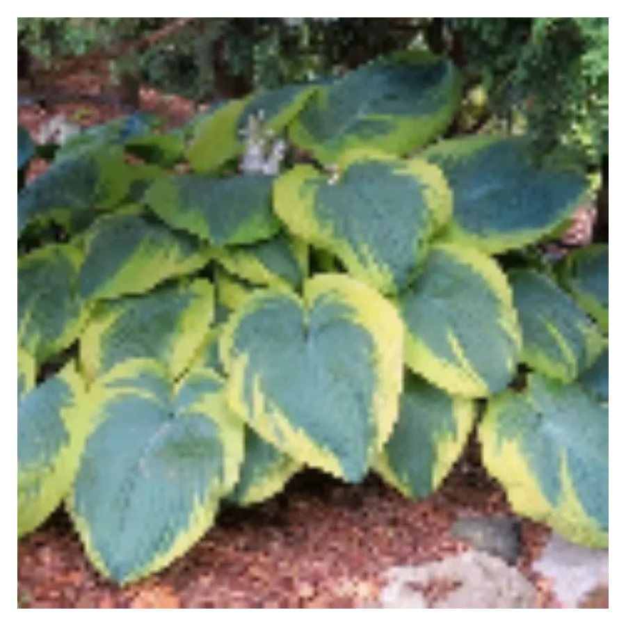 Hosta Frances Williams Funkia - Rośliny od Ogrodnika Szkółka Barcikowscy