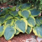 Hosta Frances Williams Funkia - Rośliny od Ogrodnika Szkółka Barcikowscy