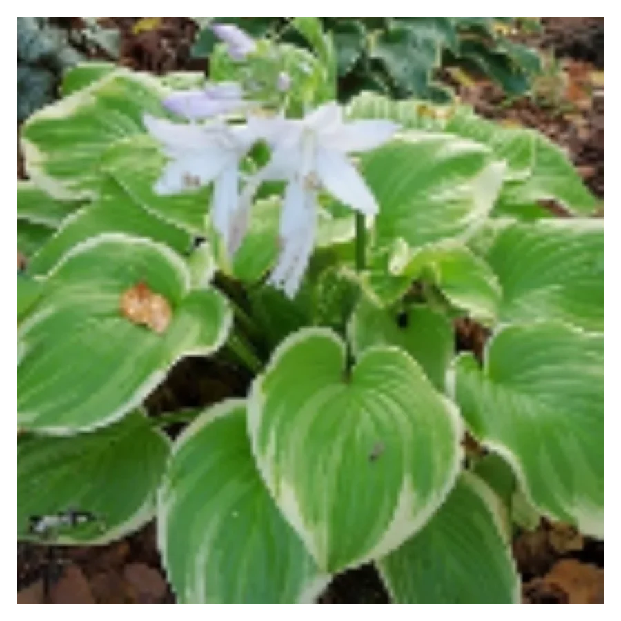 Hosta Fragrant Bouquet Funkia - Rośliny od Ogrodnika Szkółka Barcikowscy