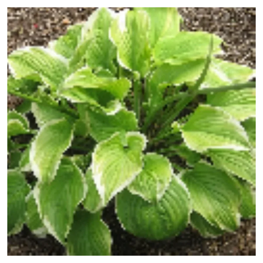 Hosta Fragrant Bouquet Funkia - Rośliny od Ogrodnika Szkółka Barcikowscy