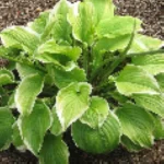 Hosta Fragrant Bouquet Funkia - Rośliny od Ogrodnika Szkółka Barcikowscy