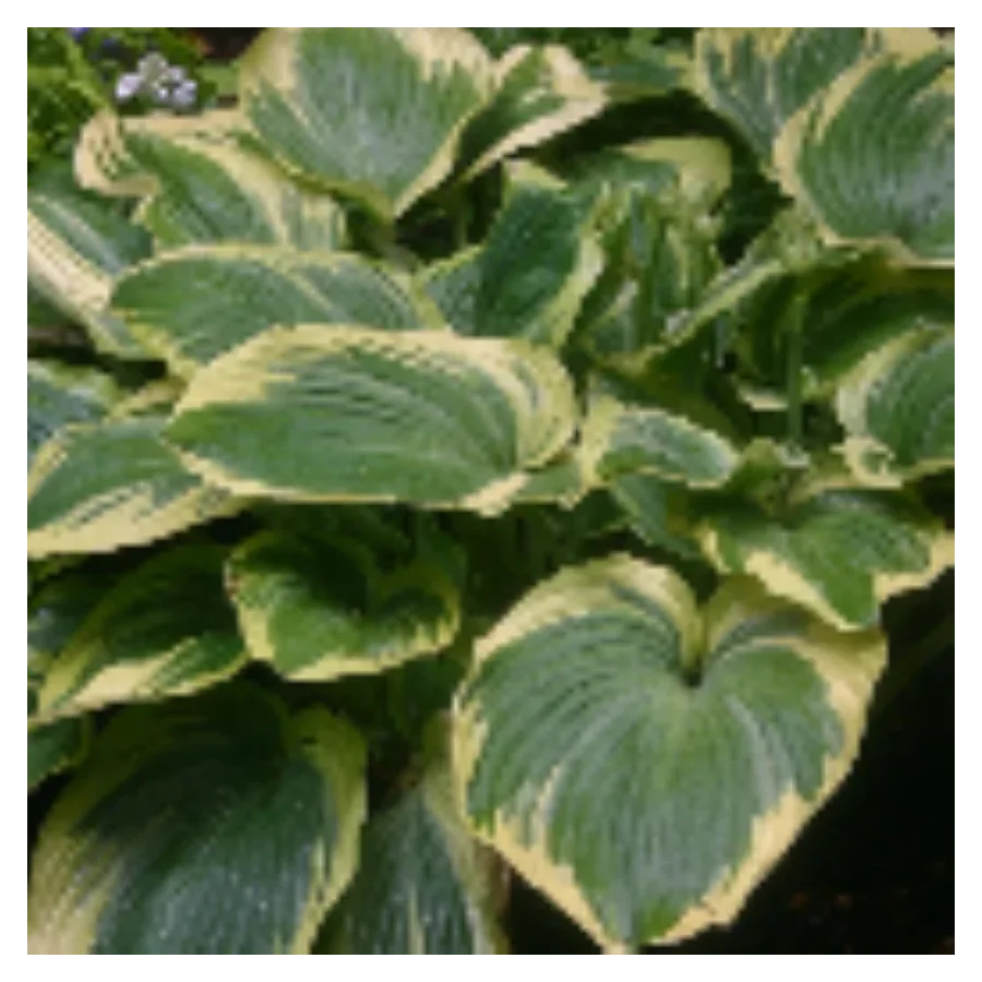 Hosta Earth Angel Funkia - Rośliny od Ogrodnika Szkółka Barcikowscy