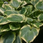 Hosta Earth Angel Funkia - Rośliny od Ogrodnika Szkółka Barcikowscy