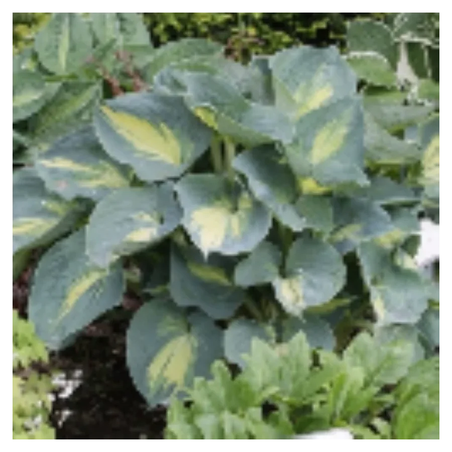 Hosta Dream Weaver Funkia- Rośliny od Ogrodnika Szkółka Barcikowscy