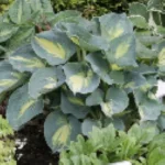 Hosta Dream Weaver Funkia- Rośliny od Ogrodnika Szkółka Barcikowscy