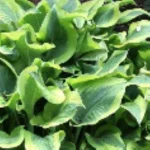 Hosta Atlantis Funkia - Rośliny od Ogrodnika Szkółka Barcikowscy