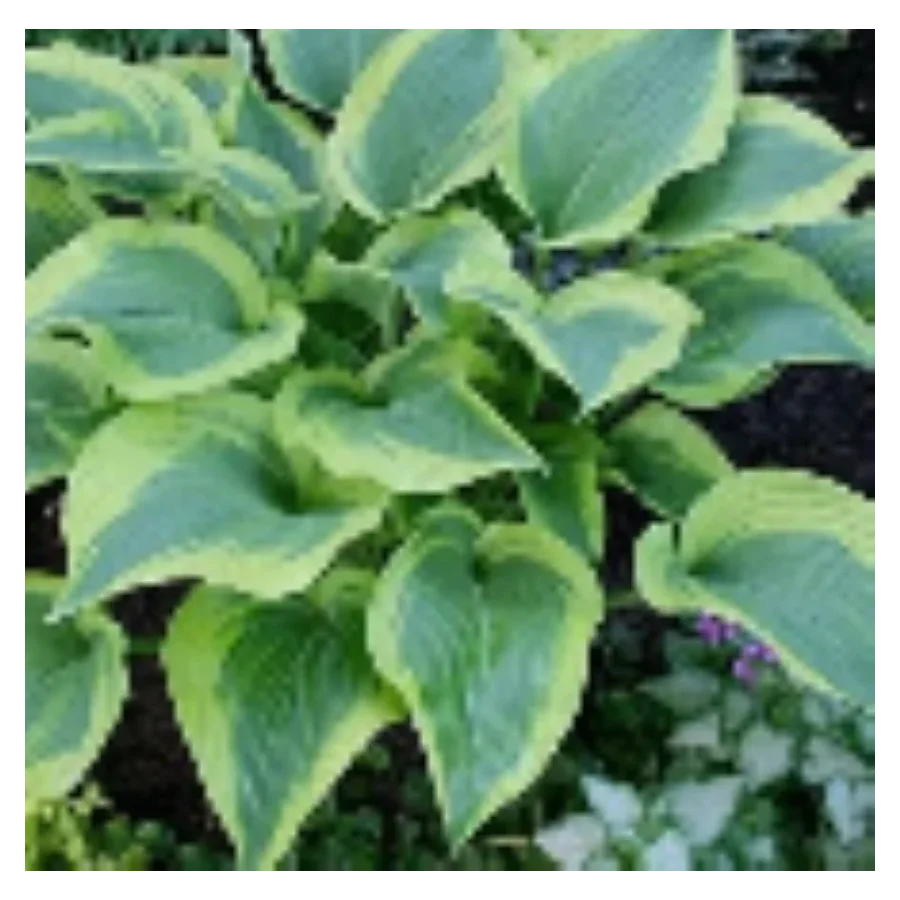 Hosta Atlantis Funkia - Rośliny od Ogrodnika Szkółka Barcikowscy