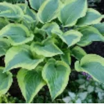 Hosta Atlantis Funkia - Rośliny od Ogrodnika Szkółka Barcikowscy