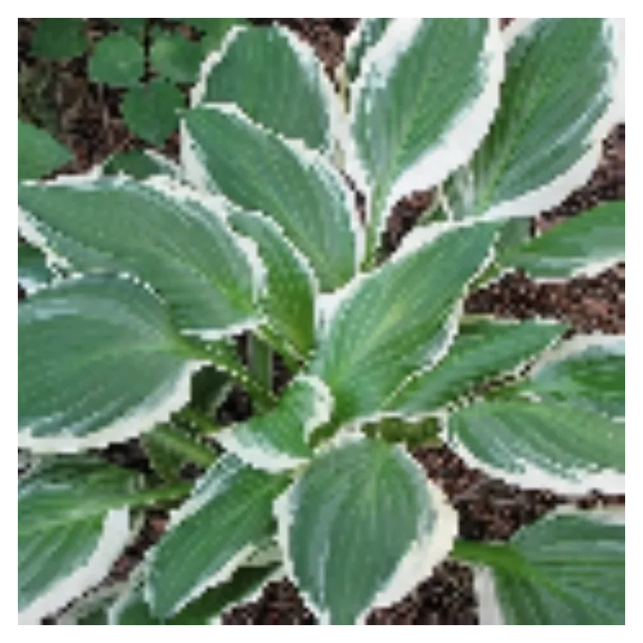 Hosta Fortunei Albomarginata Crispula Funkia - Rośliny od Ogrodnika Szkółka Barcikowscy