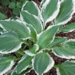 Hosta Fortunei Albomarginata Crispula Funkia - Rośliny od Ogrodnika Szkółka Barcikowscy