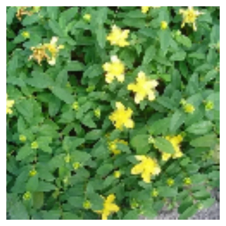 Hypericum calycinum Dziurawiec kielichowaty- Rośliny od Ogrodnika Szkółka Barcikowscy